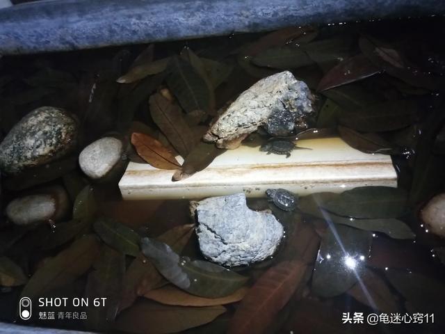 觀賞龜圖片?觀賞龜圖片大全!