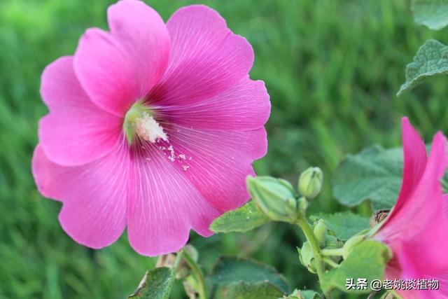 庭院花卉绿植品种? 庭院花卉绿植品种有哪些!