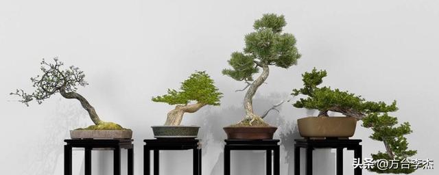 松树子泡水有什么功效(图13)