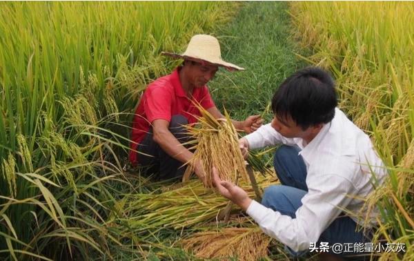 绿化苗木种植密度怎么计算 草坪的,绿化苗木种植密度怎么计算 草坪的面积