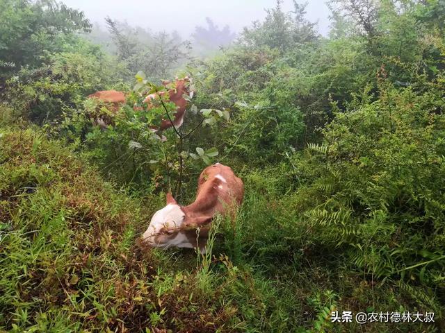 养殖场地理位置图怎么弄 养殖场选址怎么选择？