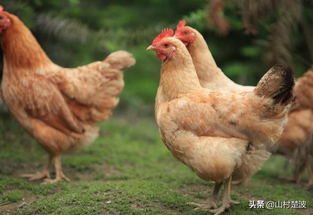 现在养殖土鸡杂样-现在养殖土鸡杂样好卖吗