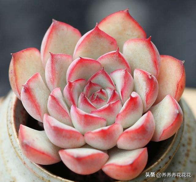 你家有那么多肉怎么吃(图10)