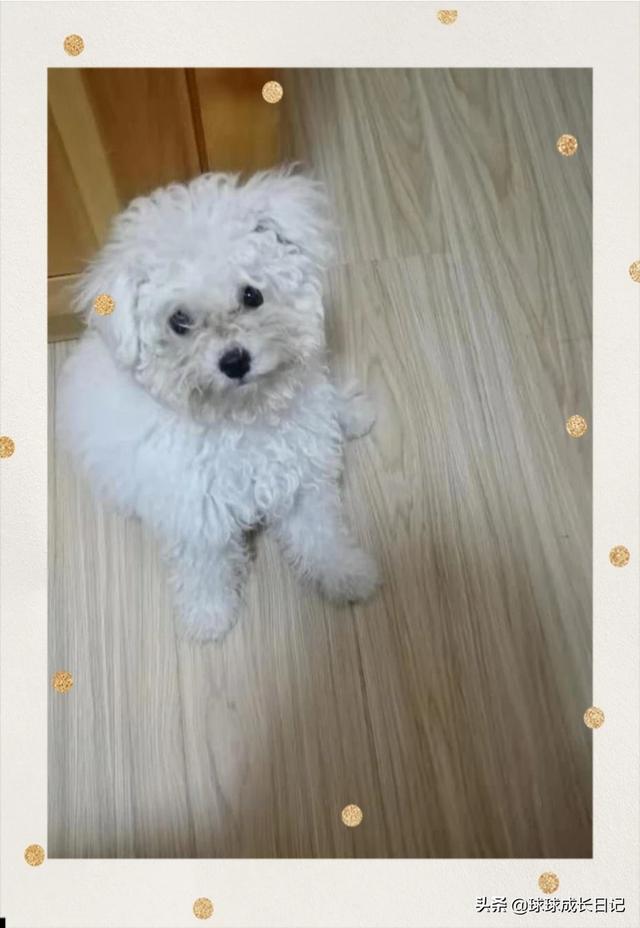 两个月大的小狗怎样让他不乱咬东西,第1张
