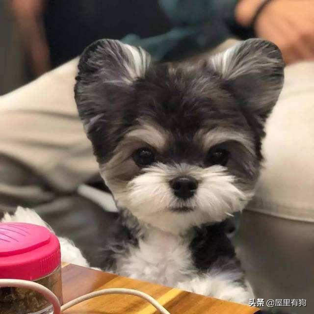 为什么狗比猫怕热