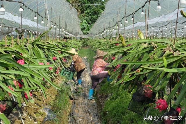 火龙果怎么种植方法，火龙果怎么种植方法视频