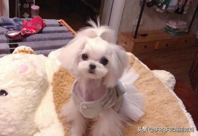摩天使?摩天使犬!