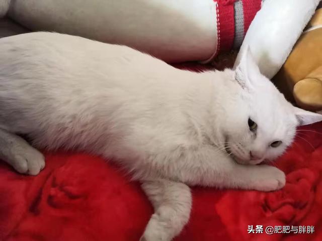 客厅地板的猫味怎么去除,第2张