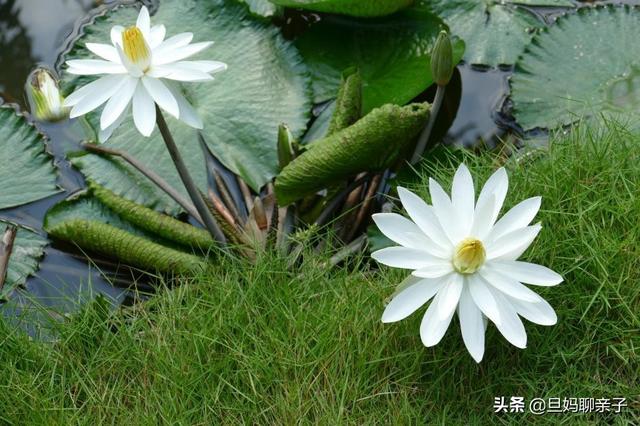 初中生妈妈的感悟句子,赞美初中生活的句子