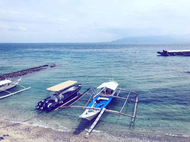 菲律宾海豚湾-菲律宾海豚湾在哪个岛