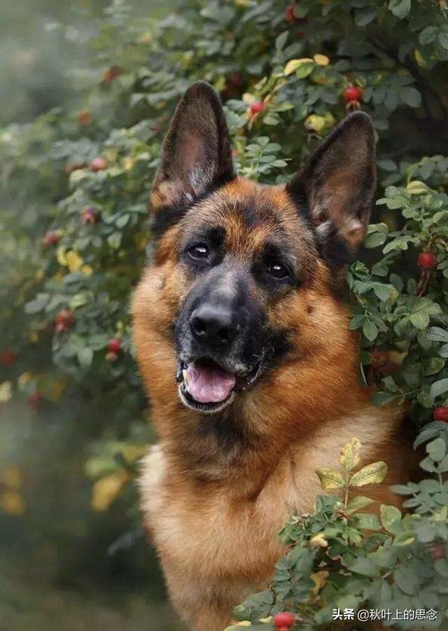 养殖德国牧羊犬的前景怎么样