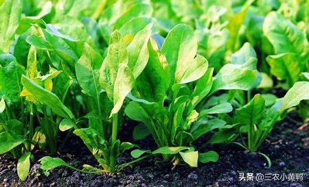 菠菜的种植时间和方法，菠菜的种植时间和方法(农业种植技术)!