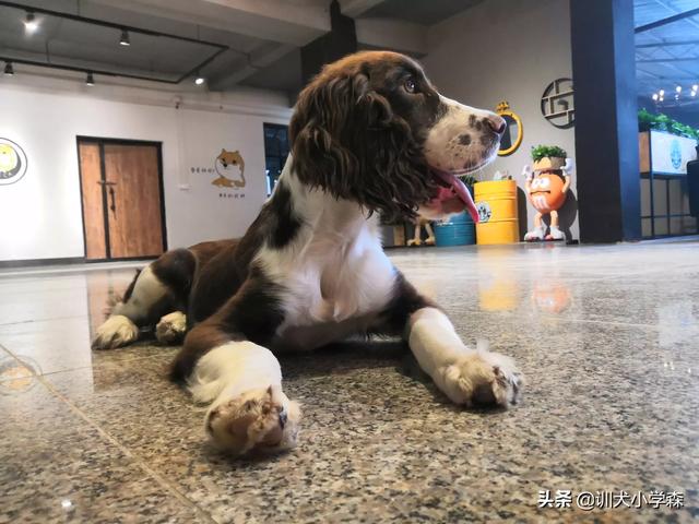 哪个国家的牧羊犬是最棒的