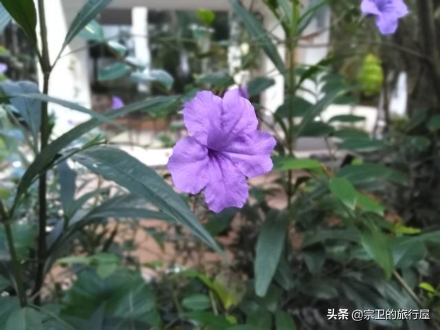 调休后为何那么累呢