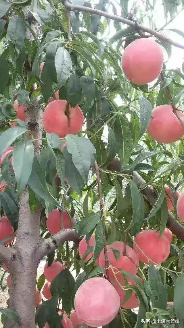 白果园种植基地的规划,白果园种植基地的规划和设计