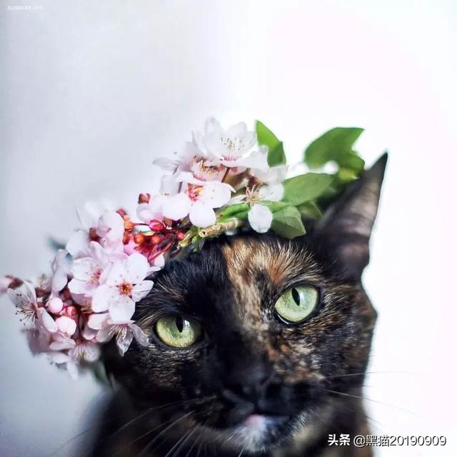 哪些宠物猫比较温顺，比较适合家里饲养,第3张