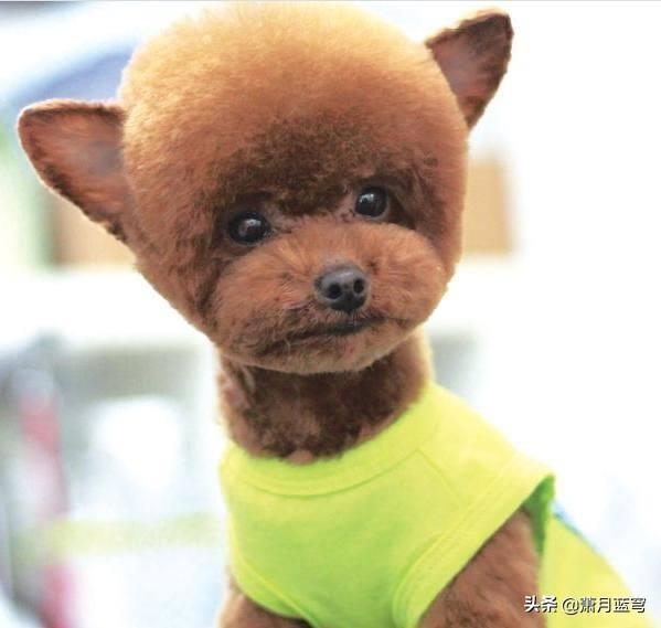 我想养大型犬了，谁能告诉我哪种大型犬适合室内养，而且没有体味,第2张