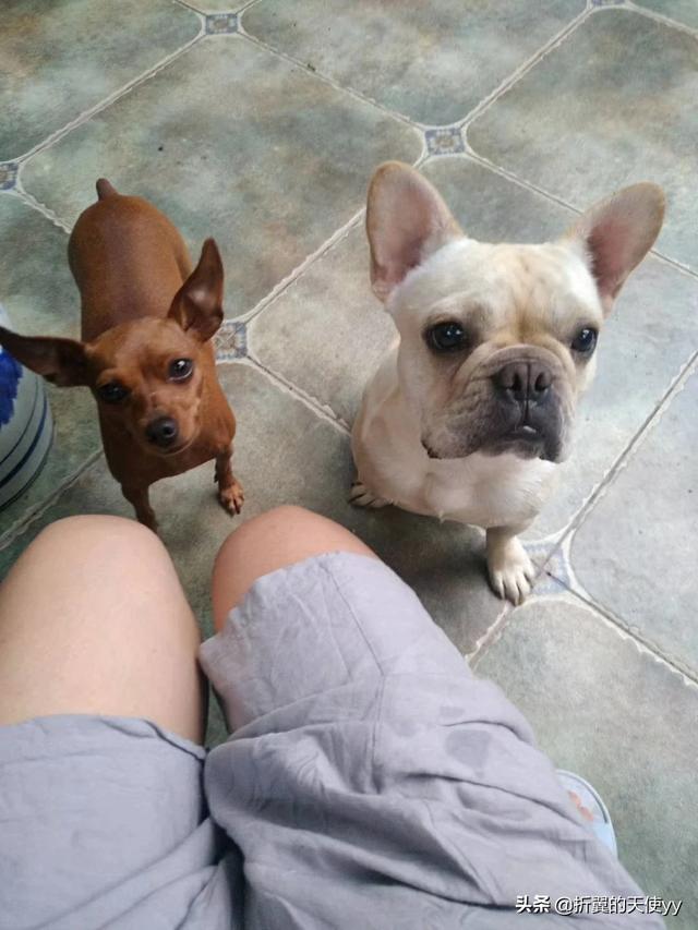 小鹿犬圖片?小鹿犬圖片大全大圖!