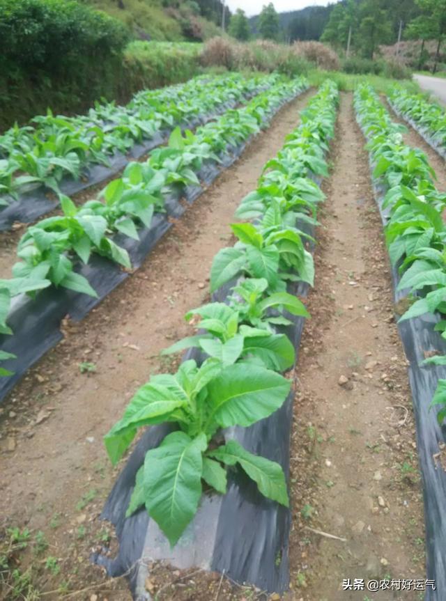 高山菜做法家常做法大全(图28)