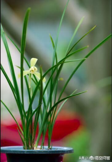 果园种植兰花怎么样,果园种植兰花怎么样施肥