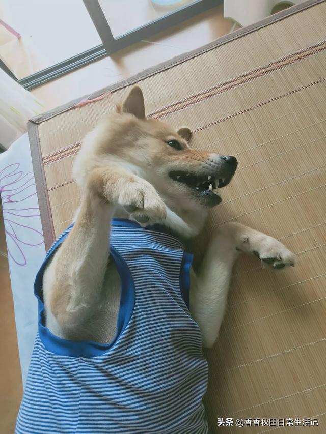 求助-拉布拉多幼犬怎么训练去卫生间大小便,第9张