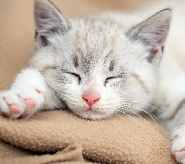 为什么猫咪在大早上喜欢亲你,第2张