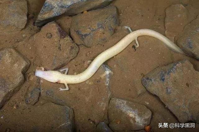 海蛇图片(很粗很短的蛇是什么蛇？)