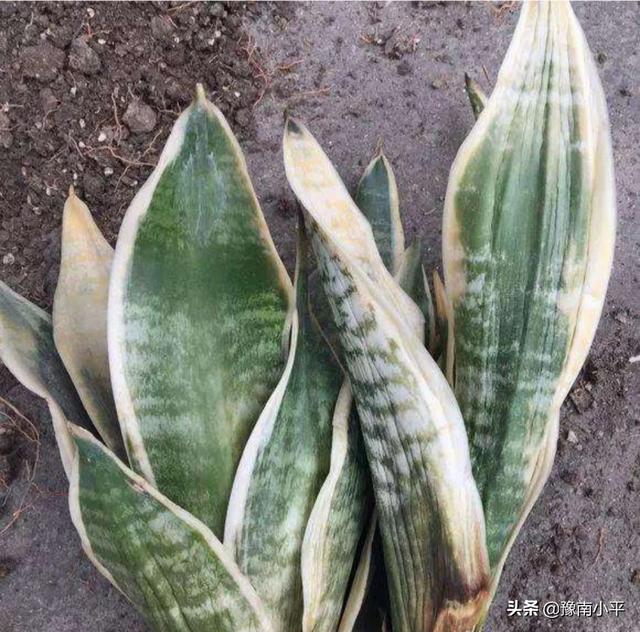 虎皮兰叶子枯萎，请问是怎么回事？可以挽救吗,第36张