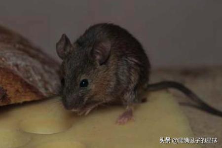 有老鼠怎么办？什么老鼠药最管用,第3张
