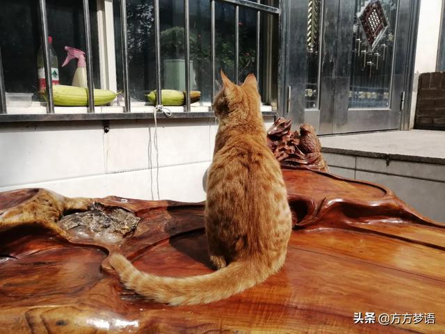 猴子钓鱼，猴子钓鱼动画片