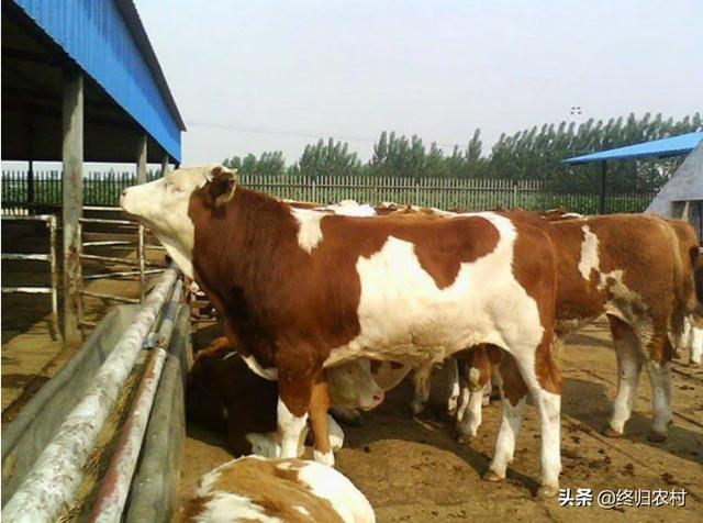 云南水牛养殖基地在哪里 云南养牛怎么样，能赚钱吗？比如养10头牛，一年有多少利润？
