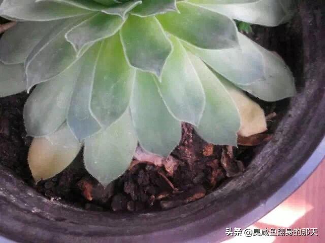 植物种植养护,植物种植养护记录