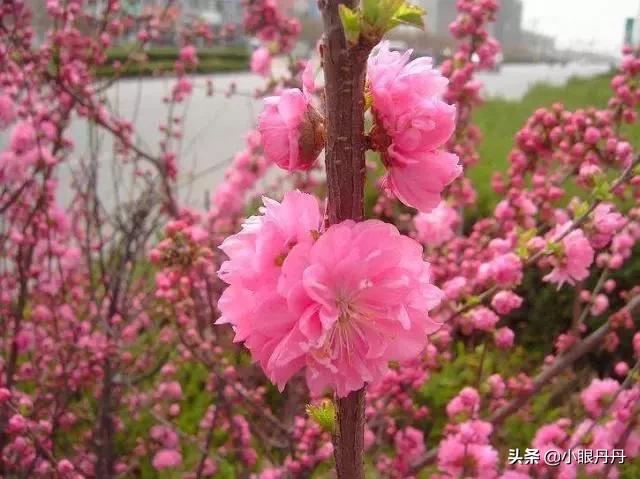 春天开什么花?春天开什么花有哪些花开!