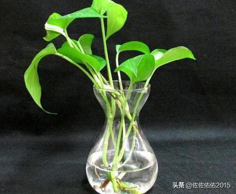 餐桌放什么花-餐桌放什么花好看又旺财