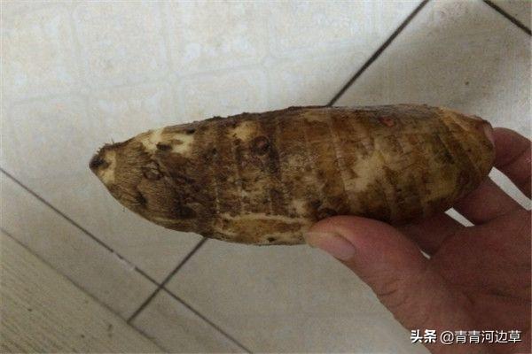 新会今日猪价格-新会猪价网