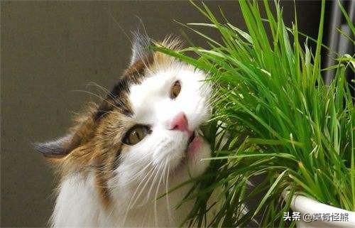 猫怎么吐出毛球,第2张
