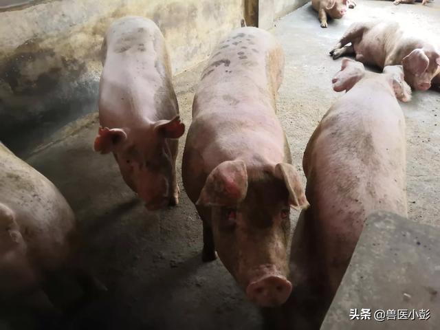 小彭在海外生活，小彭在海外生活了多久