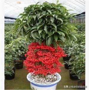 花金子绿植盆景怎么养护和管理(图7)