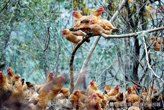 桑园兽药饲料网-桑园兽药饲料网官网