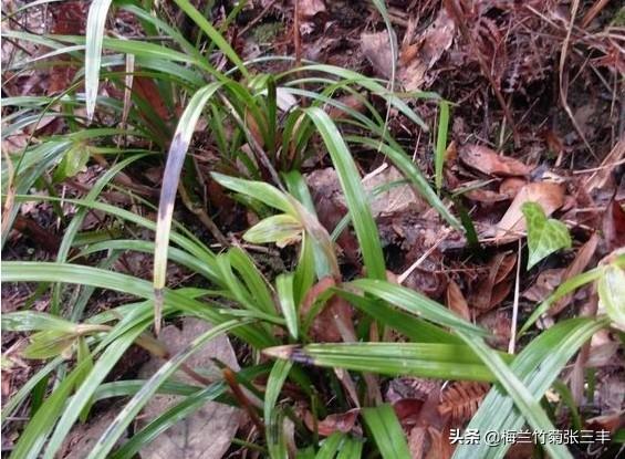 果园种植兰花怎么样,果园种植兰花怎么样施肥