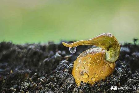 榴莲怎么种植方法如下，榴莲怎么种植方法如下图片