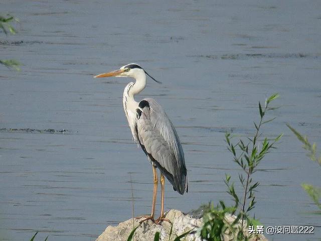 [苍鹭]苍鹭的寿命？