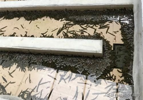 蚂蟥养殖前景怎么样 水蛭养殖前景如何？