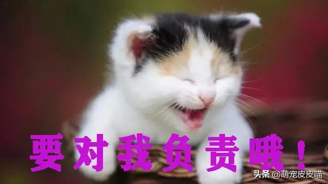 正规领养宠物猫的平台是，正规领养宠物猫的平台是哪个