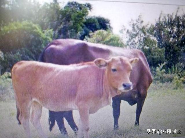 临沂农业养殖教程中心地址，临沂农业养殖教程中心地址在哪里