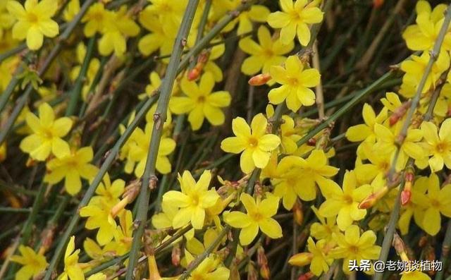 迎春花地栽怎样栽-迎春花地栽怎样栽种