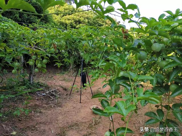 农村田园风景图片大全-农村田园风景图片大全大图