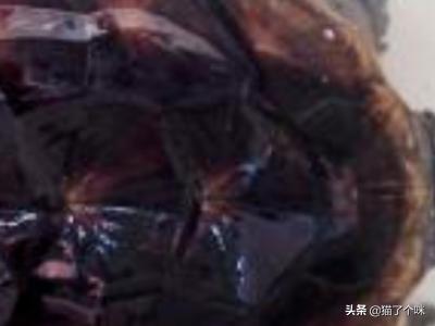 佛鳄龟怎么养才爆刺,第4张