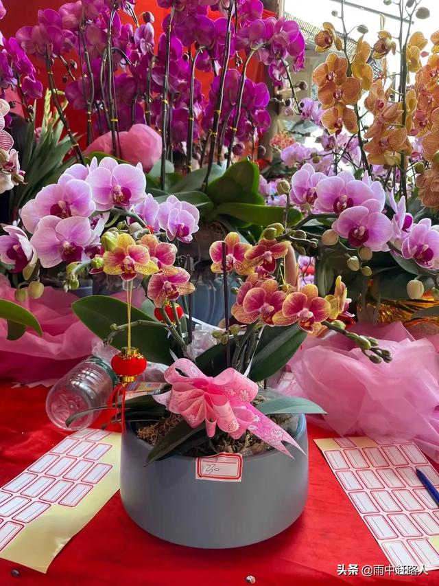 广东顺德陈村花卉批发市场（顺德陈村花卉市场2020）