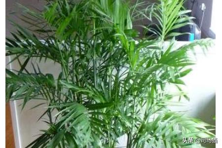家中花草有虫,怎么办